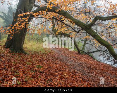 Albero di faggio sospeso in autunno presso il fiume Nidd su Abbey Road a Knaresborough North Yorkshire Inghilterra Foto Stock