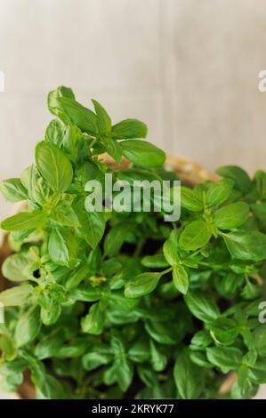 vaso di erbe basilico dall'alto Foto Stock