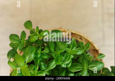 vaso di erbe basilico dall'alto Foto Stock