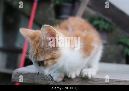 Gattino arancione e bianco su un tavolo che guarda verso il basso Foto Stock