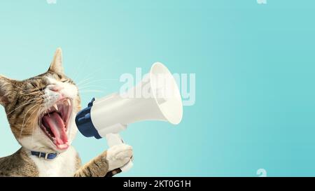 Gatto con megafone. Design Art Concept. Sfondo pubblicitario minimo. Foto Stock