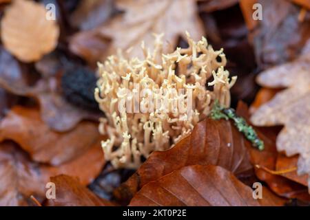 Farnham Common, Regno Unito. 29th Novembre 2022. Ramaria stricta fungo corallo verticale che cresce su rami di faggio sul terreno boschivo. E' un fungo color crema pallido con rami forcati che sembrano coralli marini. Burnham Beeches è un sito di interesse scientifico speciale, una riserva naturale nazionale e un'area speciale europea di conservazione dove si possono trovare molte specie rare e minacciate di funghi. E' un reato punire la raccolta di funghi a Burnham Beeches. Credito: Maureen McLean/Alamy Foto Stock