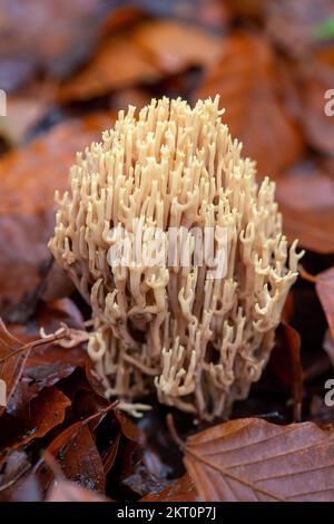 Farnham Common, Regno Unito. 29th Novembre 2022. Ramaria stricta fungo corallo verticale che cresce su rami di faggio sul terreno boschivo. E' un fungo color crema pallido con rami forcati che sembrano coralli marini. Burnham Beeches è un sito di interesse scientifico speciale, una riserva naturale nazionale e un'area speciale europea di conservazione dove si possono trovare molte specie rare e minacciate di funghi. E' un reato punire la raccolta di funghi a Burnham Beeches. Credito: Maureen McLean/Alamy Foto Stock