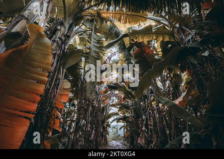 Un tiro a basso angolo di un folto di alberi di banana con verde lussureggiante e giallo fogliame e un percorso tra la linea dell'albero che conduce all'uscita dal dep Foto Stock