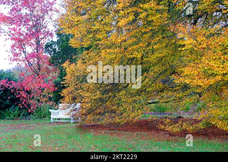 Parco campagna, Dorset, Regno Unito Foto Stock