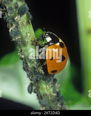 Ladybird a sette punti (Coccinella settempiunctata) un predatore di scarabeo che si nutre di parassiti afidi di fagioli neri (Aphis fbae) Foto Stock