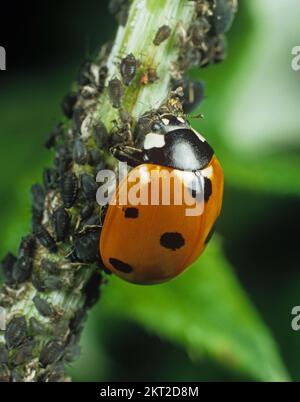 Ladybird a sette punti (Coccinella settempiunctata) un predatore di scarabeo che si nutre di parassiti afidi di fagioli neri (Aphis fbae) Foto Stock