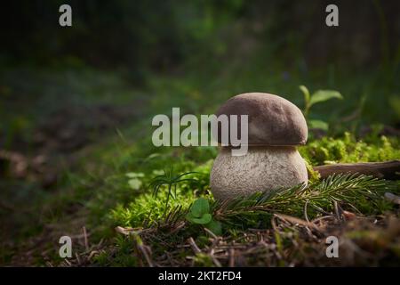 Boletus edulis - fungo commestibile. Boletus che cresce nelle foreste dell'Europa centrale. Altri nomi: cep, porcino, dubak, penny bun, porcini, re bolete Foto Stock