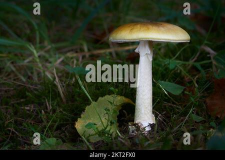 Amanita phalloides velenoso ang pericoloso fungo, comunemente noto come il tappo della morte Foto Stock