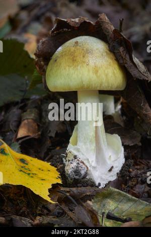 Amanita phalloides velenoso ang pericoloso fungo, comunemente noto come il tappo della morte Foto Stock