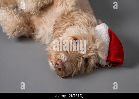 Primo piano di un cane biondo Cockapoo che indossa un cappello natalizio di Santa sdraiato su uno sfondo grigio. Foto Stock