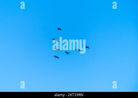 Gregge di uccelli a forma di lettera V nell'aria del cielo Foto Stock