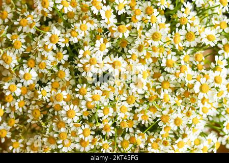 Piccolo chamomile feverfew margherita Tanacetum parthenium fiori bouquet full frame vista dall'alto piatto lay Foto Stock