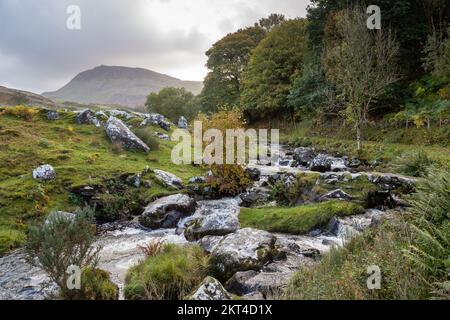 Un bel ruscello proveniente dai laghi di Cregennan sostenuto dalla cima di Bryn Brith, Snowdonia National Park, Gwynedd, Galles del Nord Foto Stock