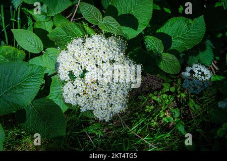 Viburnum lantana, fioritura a Pruhonice, Repubblica Ceca il 11 maggio 2022. (Foto CTK/Libor Sojka) Foto Stock