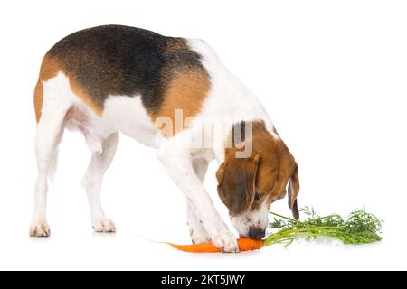 Cane Beagle con carota isolata su sfondo bianco Foto Stock