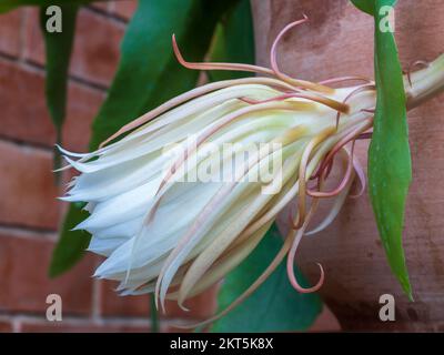 Primo piano di avorio e fiore rosa notte fioritura di epiphyllum oxipetalum aka principessa della notte, regina della notte o olandese tubo cactus chiusura Foto Stock