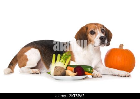 Cane Beagle con verdure isolate su sfondo bianco Foto Stock