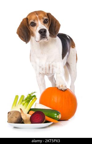 Cane Beagle con verdure isolate su sfondo bianco Foto Stock