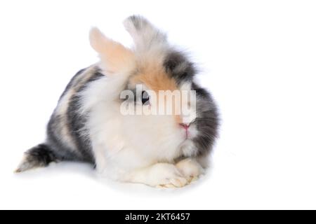 Coniglio nana carino isolato su sfondo bianco Foto Stock