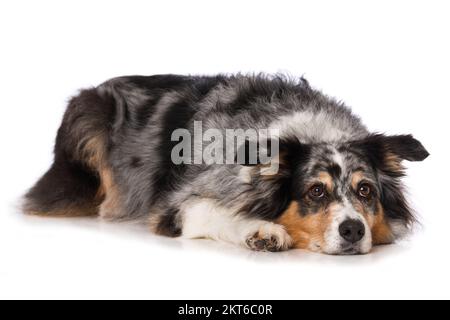 Adulto cane pastore australiano sdraiato isolato su sfondo bianco Foto Stock