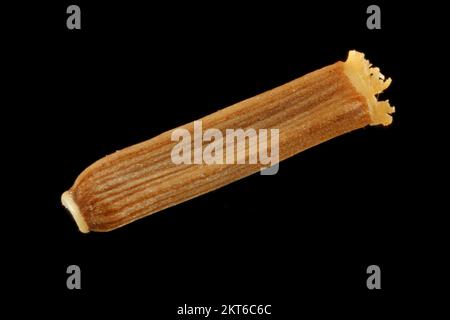 Inula helenium, Elecampanel, Alant, primo piano, frutta (semi) senza pappo, frutta lunga 4-5 mm Foto Stock