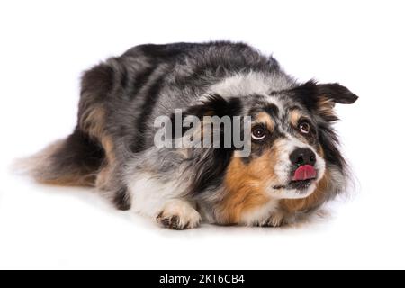 Adulto cane pastore australiano sdraiato isolato su sfondo bianco Foto Stock