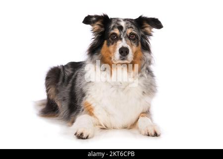 Adulto cane pastore australiano sdraiato isolato su sfondo bianco Foto Stock