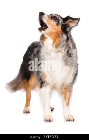 Cane pastore australiano adulto in piedi isolato su sfondo bianco Foto Stock