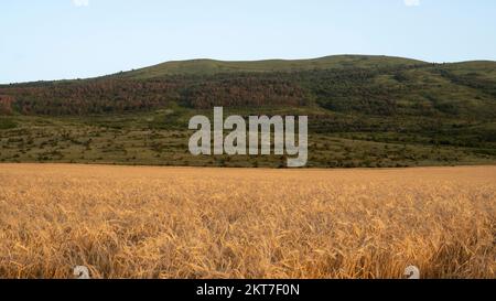 Un campo di grano maturo sullo sfondo di verdi colline ricoperte di foresta. Orecchie gialle e brillanti in condizioni di sole. Foto Stock