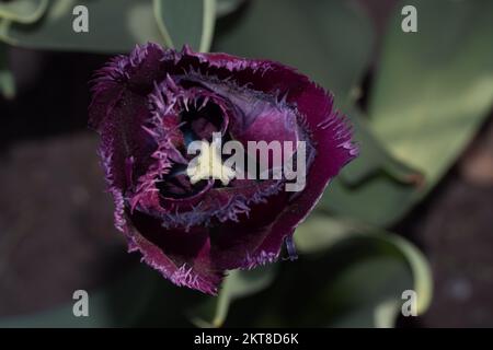 Tulipani fioriscono nei colorati aiuole durante il festival dei tulipani che si tiene ogni anno a Ottawa Foto Stock