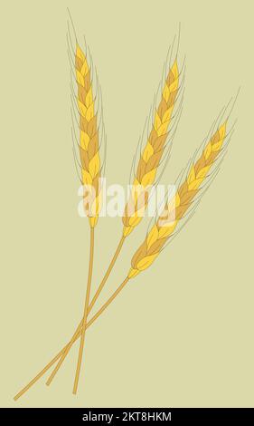 Spikelets di grano. Ciuffi di grano. Tre spikelets. Illustrazione Vettoriale