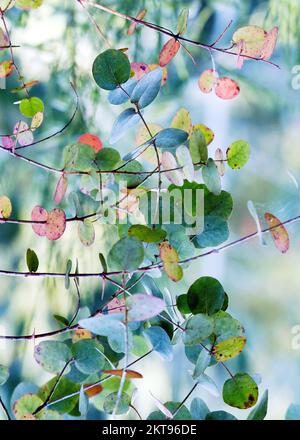 Gli alberi d'estate mostrano bellezza nella natura con motivi, forma e texture sorprendenti, con una tavolozza di colori estivi vibranti Foto Stock