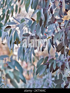 Alberi di eucalipto in estate che mostrano bellezza nella natura con motivi, forma, consistenza impressionanti, con una tavolozza di colori estivi vibranti, Foto Stock