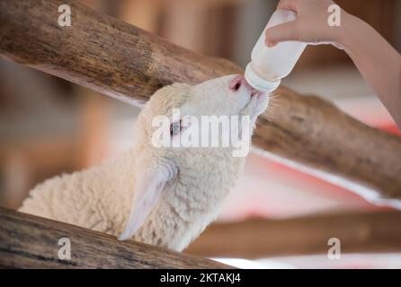 Carino pecora con latte da nutrire alimentato dal biberon, attività in agricoltura di viaggio. Foto Stock