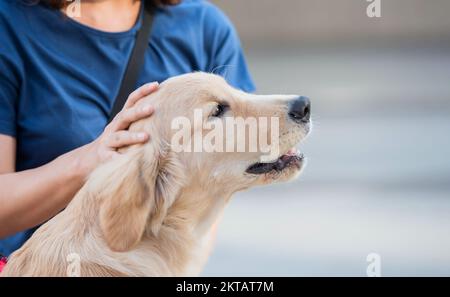 Propria mano di donna che pattina sulla sua adorabile testa di cane marrone carino, concetto di persona di cane. Foto Stock