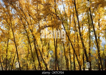 Paisaje otoñal, alameda en el mes de noviembre Foto Stock