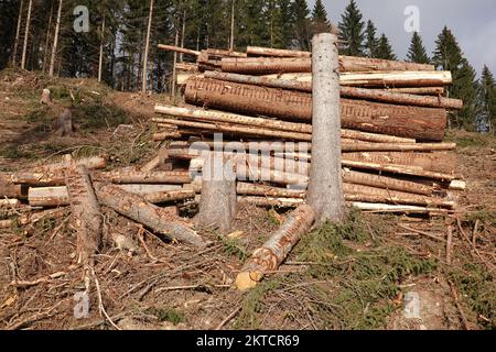 Windthrow . Danni da tempesta . Sturmschaden . Windbruch . Windwurf . Frangivento Foto Stock