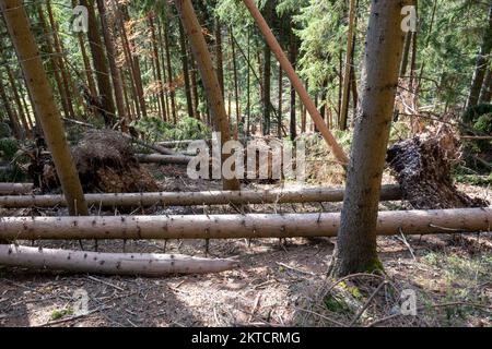 Windthrow . Danni da tempesta . Sturmschaden . Windbruch . Windwurf . Frangivento Foto Stock