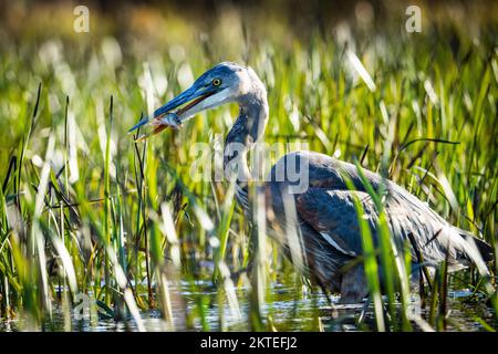 Airone blu a caccia di pesci Foto Stock