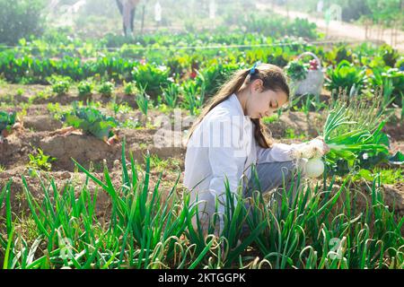 Adolescente ragazza sta raccogliendo cipolle verdi in orto Foto Stock