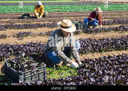 Agricoltore maschio che raccoglie i verdi rossi della foglia di komatsuna Foto Stock