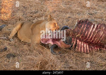 Un leone mangia i resti di un'uccisione di Wildebeest nel sole serale del parco nazionale di Mikumi Foto Stock