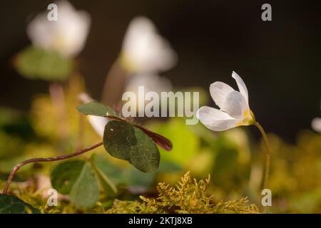 Su un ramo ricoperto di muschio un sorello di legno (Oxalis acetosella) nel bosco del Somerset occidentale del Bosco Horner Foto Stock
