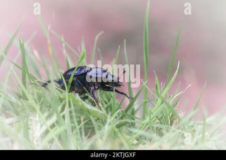 Il coleottero (Geotrupes stercorarius) sale attraverso l'erba sulla collina che domina Selworthy, Exmoor, Somerset occidentale Foto Stock