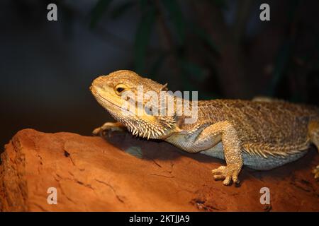 Streifenköpfige Bartagame / Central beared agama / Pagona vitticeps Foto Stock