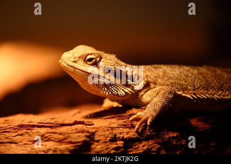 Streifenköpfige Bartagame / Central beared agama / Pagona vitticeps Foto Stock