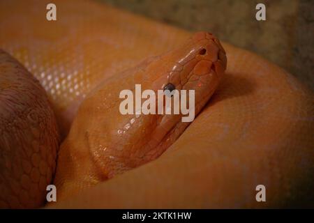 Dunkler Tigerpython / Python birmano / Python molurus bivittatus Foto Stock