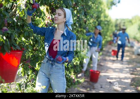 Giovane donna giardiniere durante la raccolta delle prugne in giardino Foto Stock