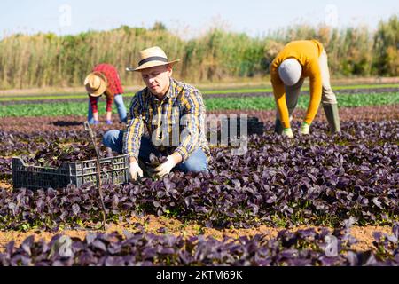 Agricoltore maschio che raccoglie i verdi rossi della foglia di komatsuna Foto Stock